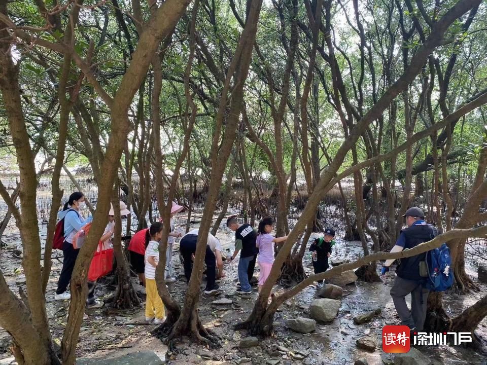 深圳西湾红树林湿地公园,深圳红树林海滨生态公园南山区