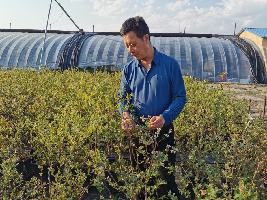 中国蓝莓发展趋势,目前国内蓝莓前景如何