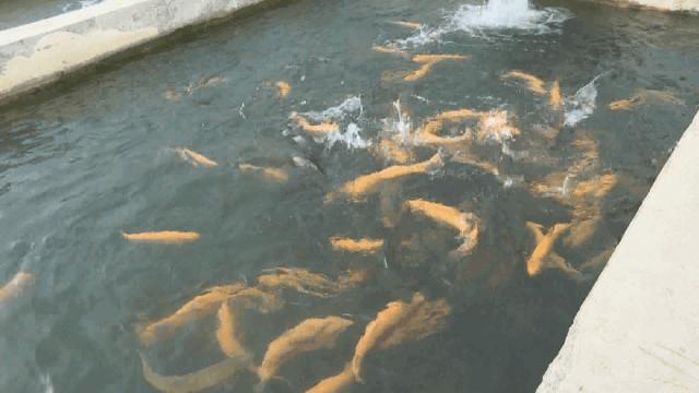 牛塘附近小龙虾,牛寨小龙虾