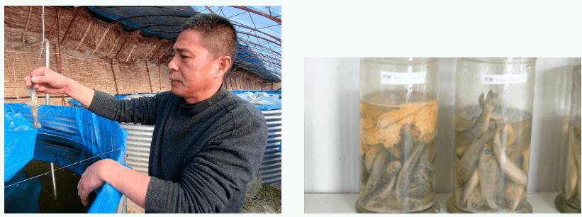 罗氏沼虾小龙虾,罗氏小龙虾水产