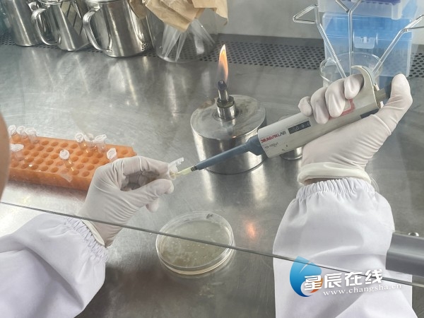 好young隆平丨谢小红：攻坚克难研发“纳米银”新科技快速净化“非洲猪瘟”