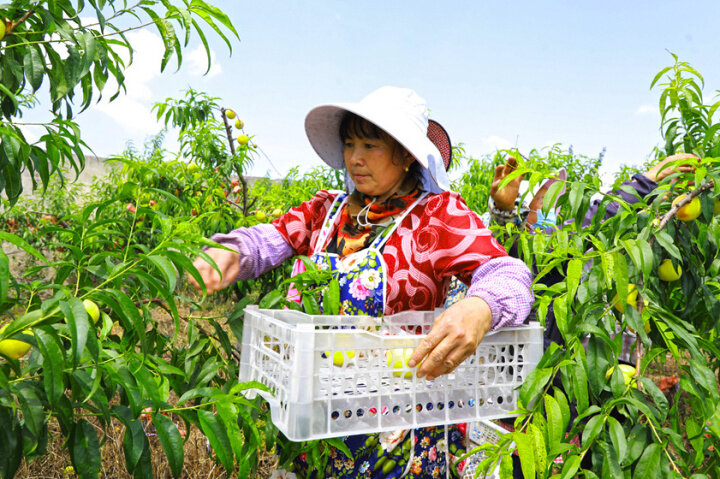 富源黄桃基地,黄桃喜获丰收带动贫困户致富
