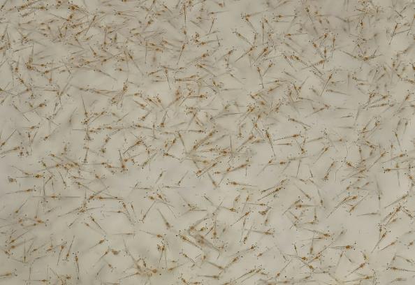 技术全曝光！无惧“玻璃苗”，虾苗整齐！这家40年历史的苗场做对了什么！