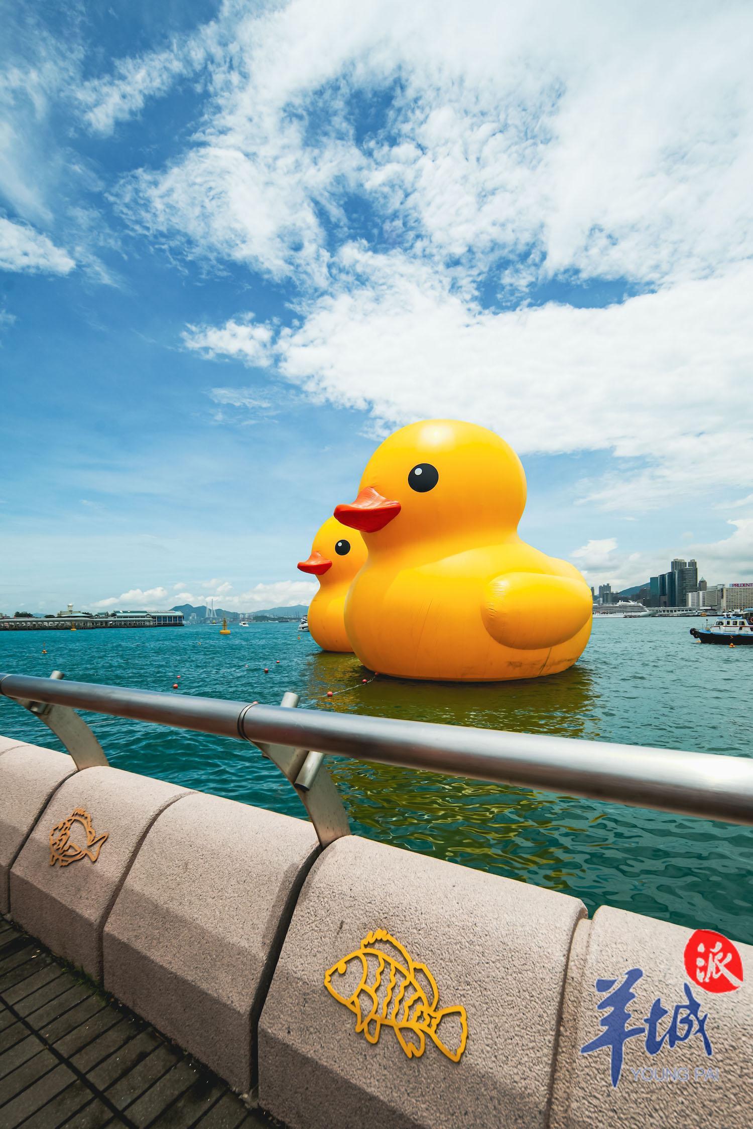 “大黄鸭”阔别10年重游香港,大黄鸭经典升级版