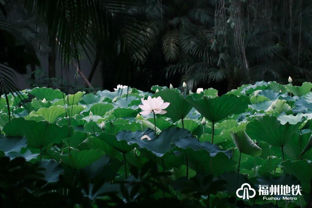 福州地铁4号线花海公园站出入口,福州琴亭湖公园地铁