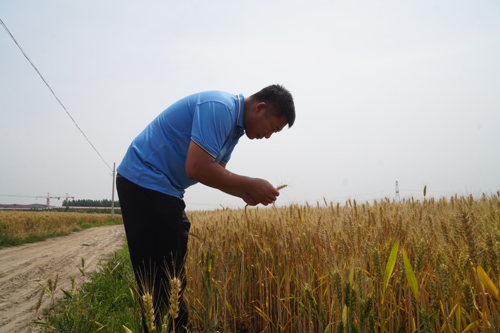 新闻周刊丨大学归来，扎根田间，争当头雁！返乡高管土专家，镀金升级新农人