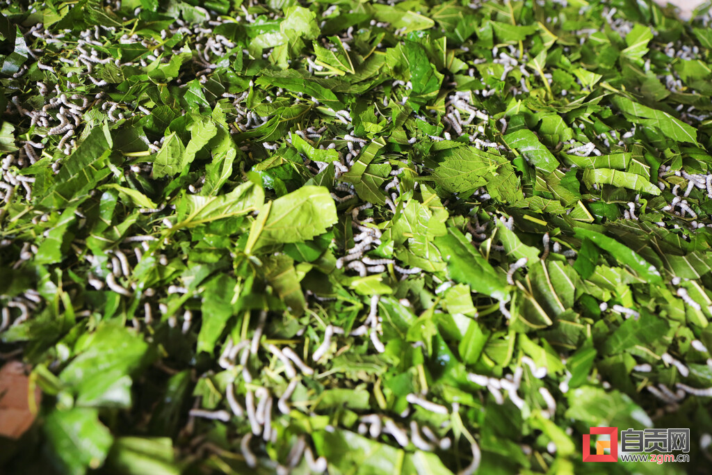 贡井区双观村：“桑田蚕语”里的致富经