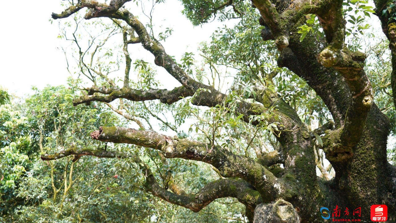 调研高质量发展步骤,高质量发展调研行贵州