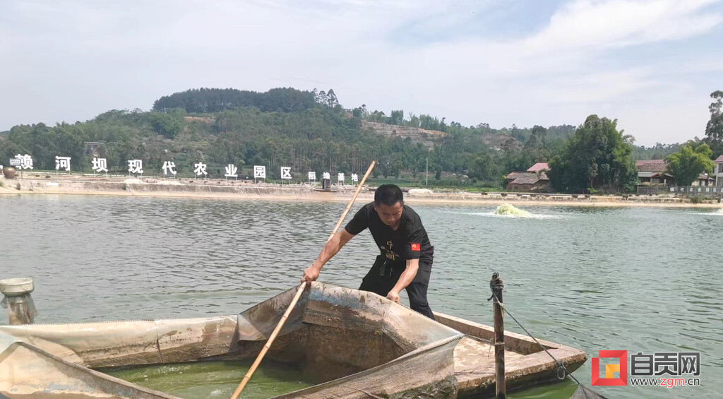 稻鱼共生成农民增收致富香饽饽,稻鱼共生致富