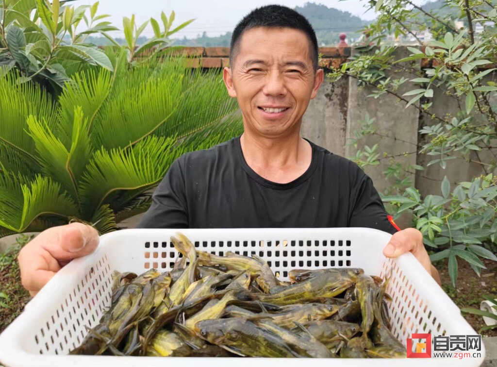 稻鱼共生成农民增收致富香饽饽,稻鱼共生致富