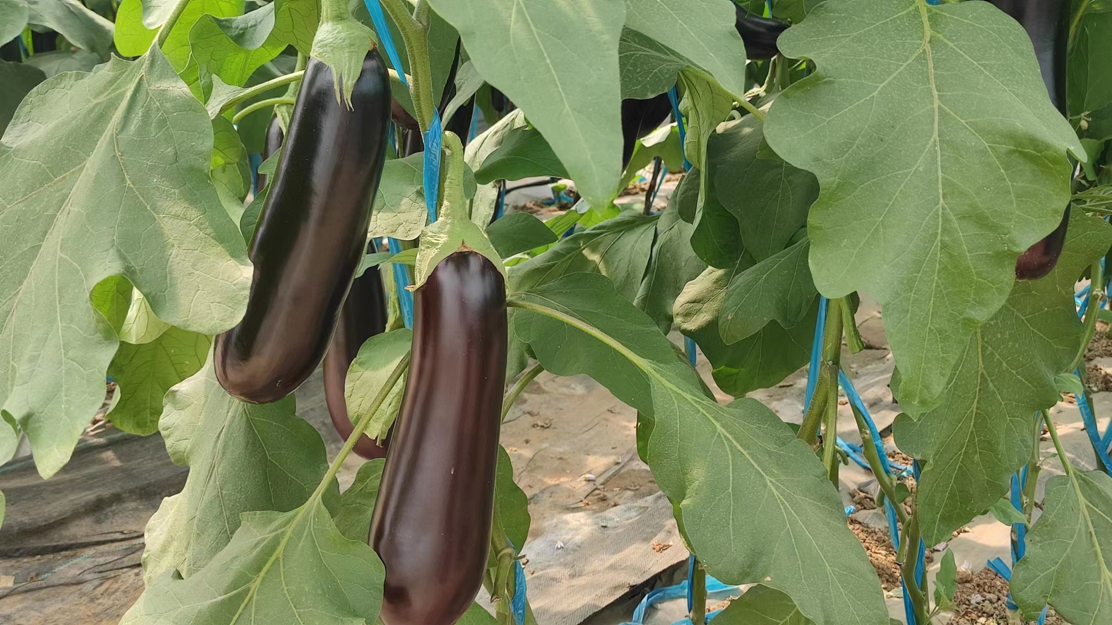 金陵黛玉樱桃品种介绍,金陵林黛玉