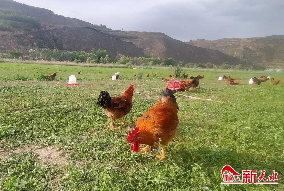 农村创业养殖林下生态散养鸡,养殖鸡带动贫困户致富