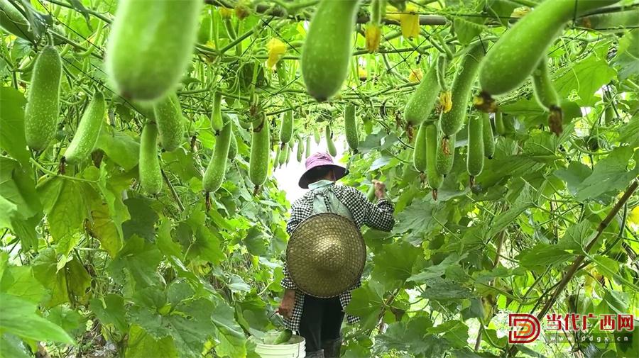 供港蔬菜基地,供港蔬菜种植基地发展情况