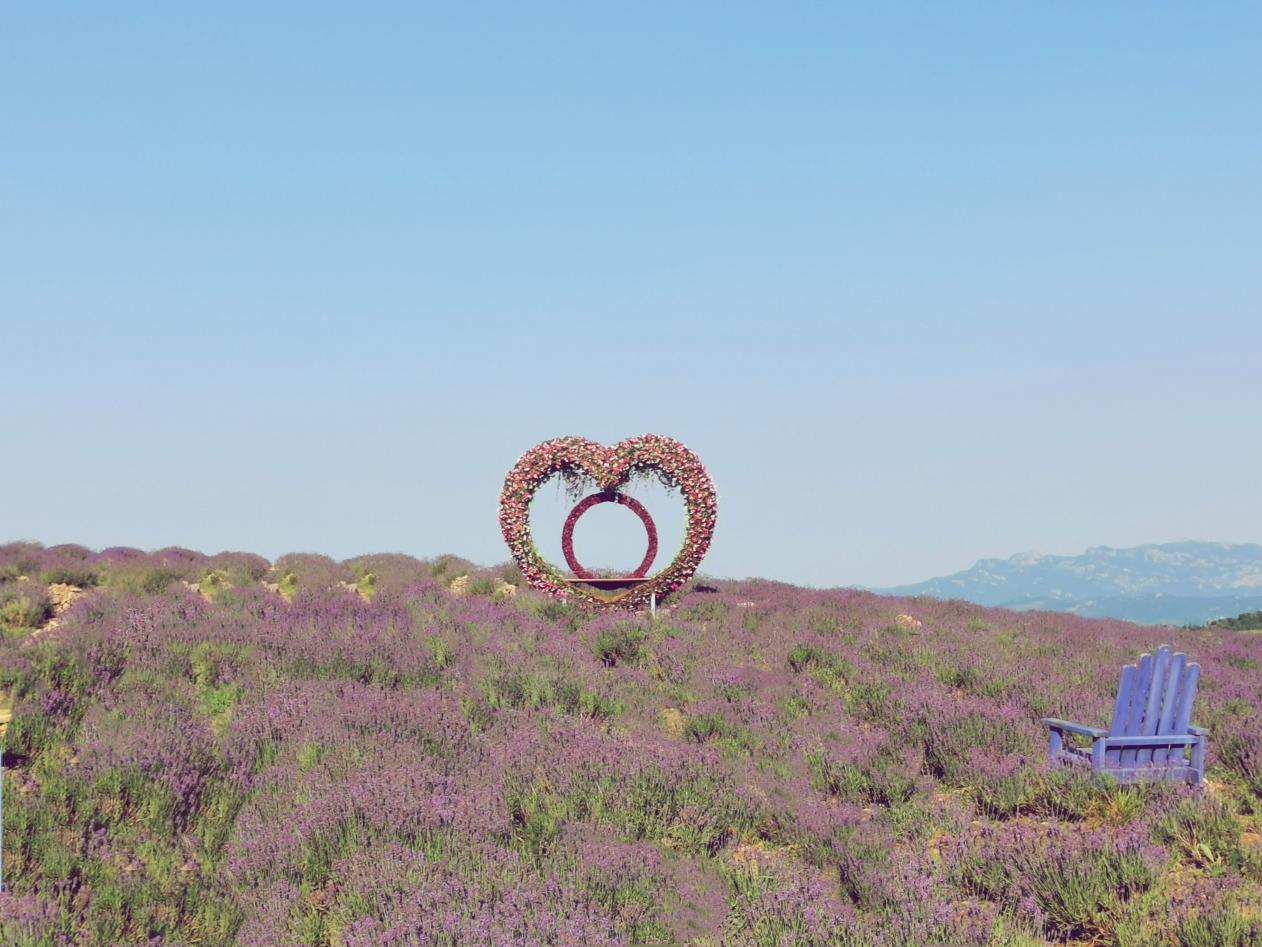 东方普罗旺斯薰衣草,东方普罗旺斯薰衣草庄园