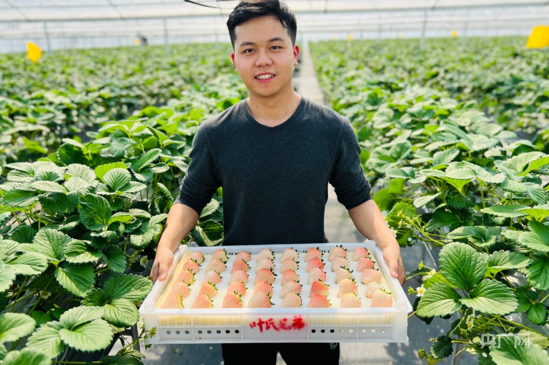 大学生毕业返乡做“莓”创客新技术服务“土”产业