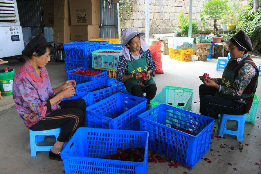 玫瑰盛开视频素材,玫瑰盛开的图片