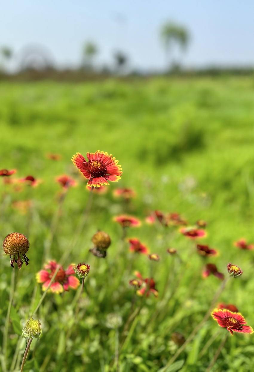南漳：盛开在六月的天人菊很夏天