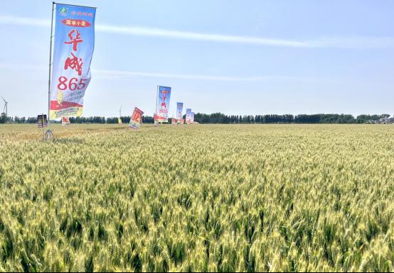 皖来一粒种豫收万担粮——安徽华成种业牵手河南省金囤种业加快推广小麦新品种华成865