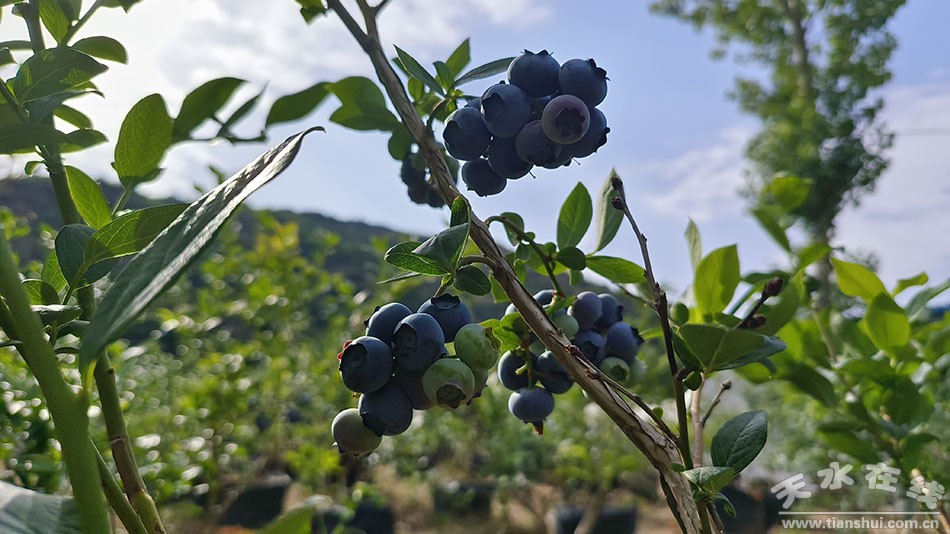 凤山镇全面推进乡村振兴,延坪镇培植特色产业助力乡村振兴