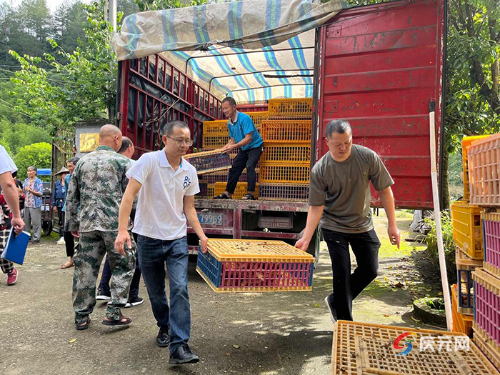 张村乡文化礼堂开展“发放共富鸡苗携手助力共富”活动