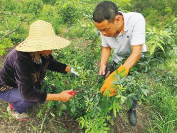 青花椒产业发展之路,青花椒产业助农