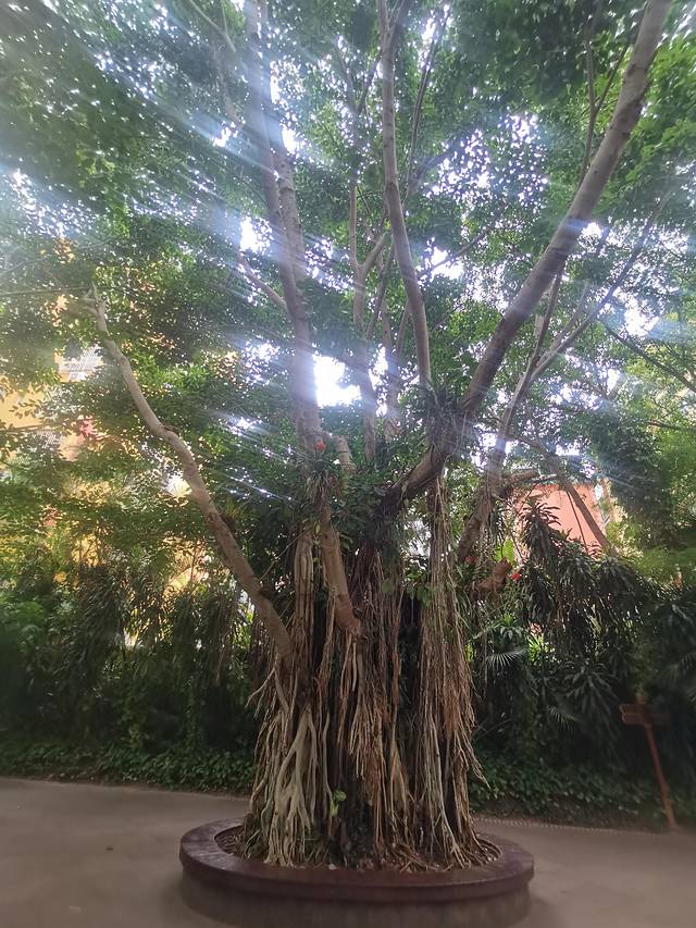 从西双版纳到老挝琅勃拉邦