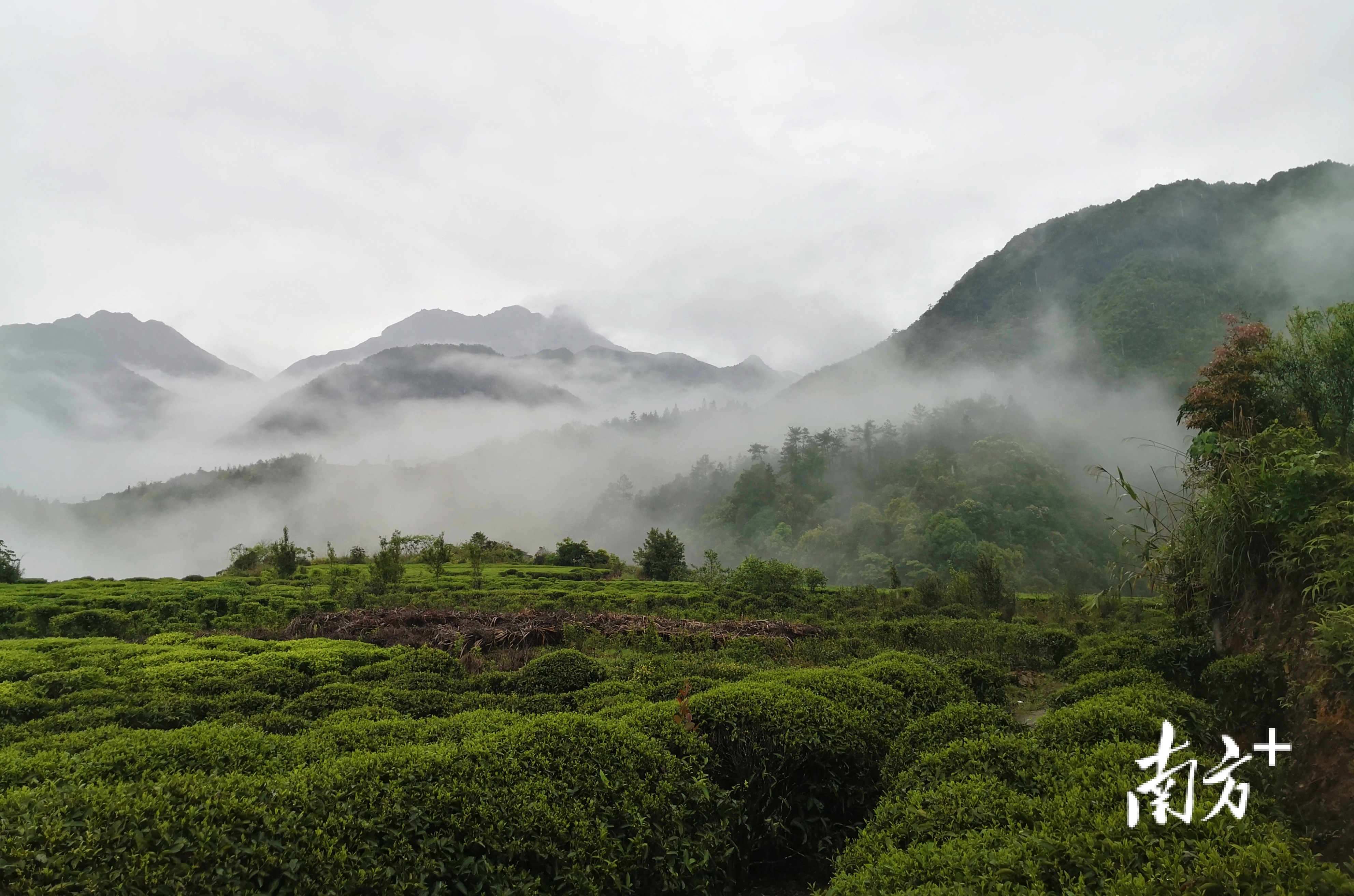 技术提升了,销路不愁了!万峰生态茶叶愈做愈“工夫”