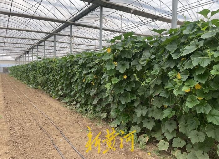 85后大学生回家种地年收入1800万,浙江95后女生辞工作种田年赚75万