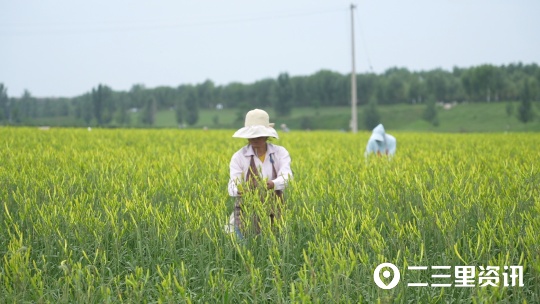 【创业100】黄花菜大产业，大荔黄花集团总经理：力争销售破亿元