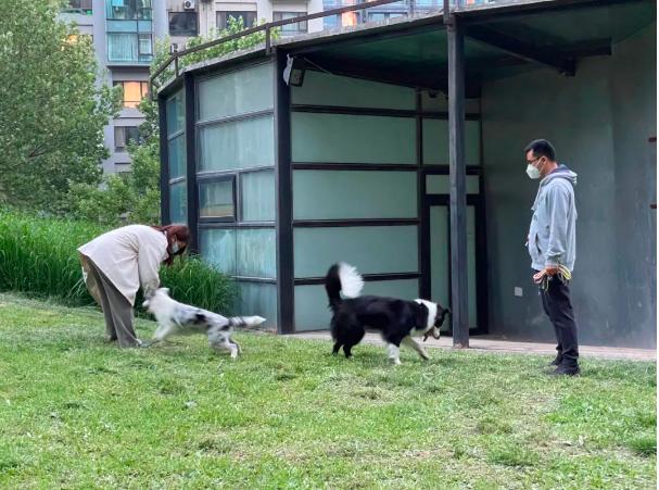 “代遛狗”成了香饽饽，有狗狗档期排到了7月中旬