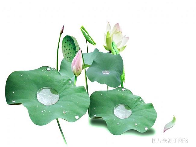 瑞龙中药材,瑞龙中药饮片