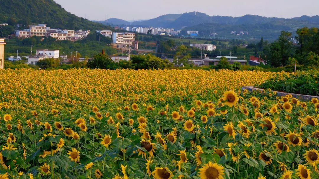 贵阳春天赏花打卡点,爽爽贵阳繁花似锦赏花季