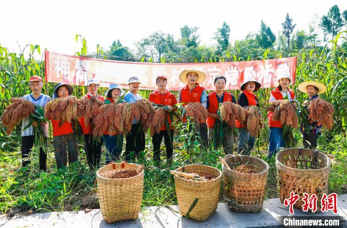仁怀市30万亩高粱喜获丰收,渠县高粱丰收