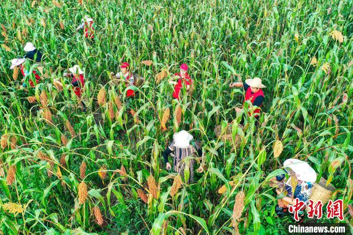 仁怀市30万亩高粱喜获丰收,渠县高粱丰收
