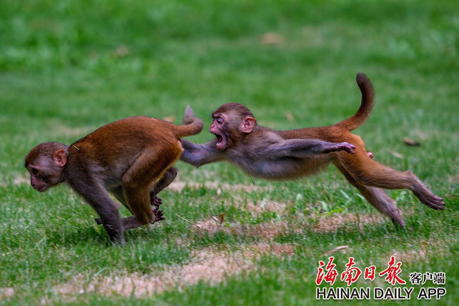 南湾猴岛猴子拍照,南湾猴岛看猕猴