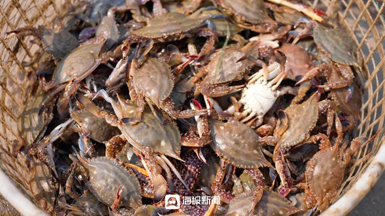 2023日照港海鲜最新报价,日照港海鲜最新价格今天