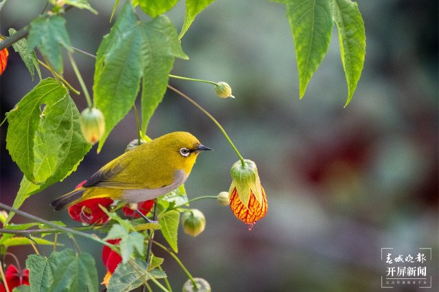有一种叫云南的生活｜在曲靖，邂逅飞舞的精灵“绣眼鸟”