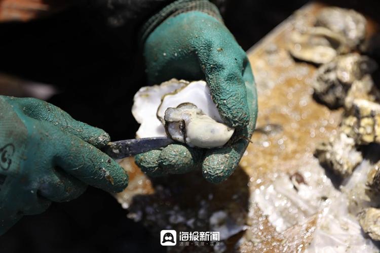 海产梭子蟹价格行情分析最新,广东海鲜市场批发价表