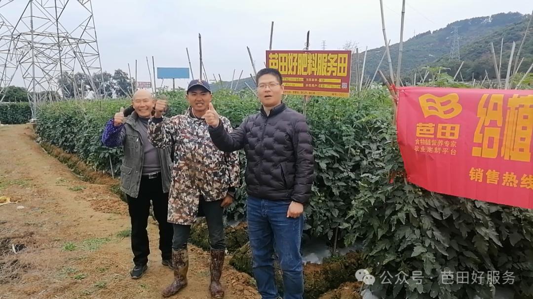 西红柿苗壮产量高,西红柿亩产60000斤种植技术