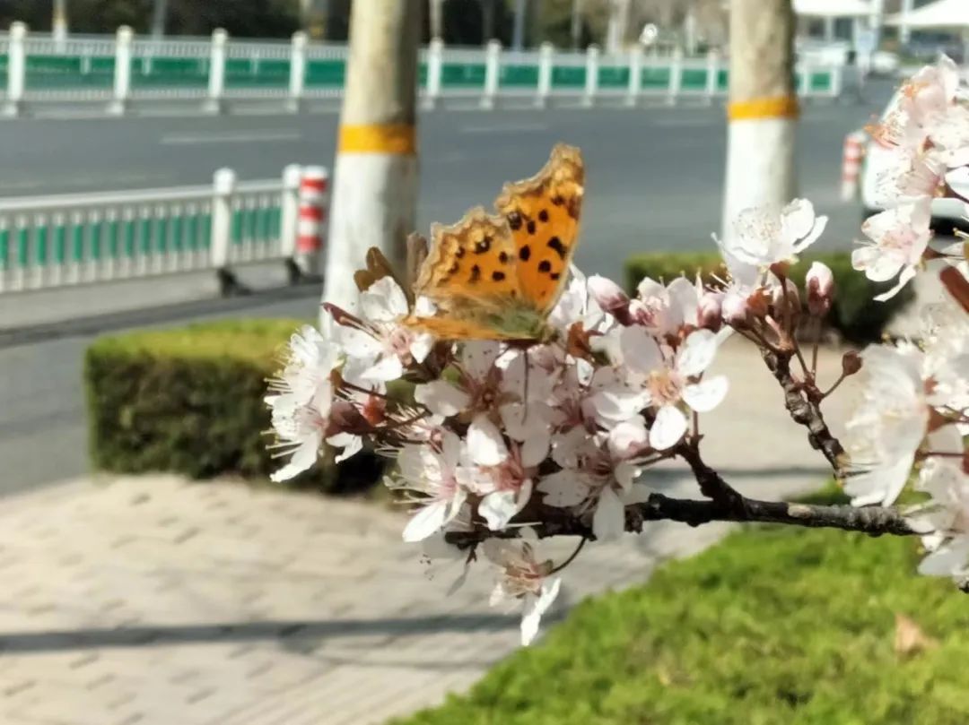 潍坊哪里的樱花最好,潍坊樱花大道在哪里