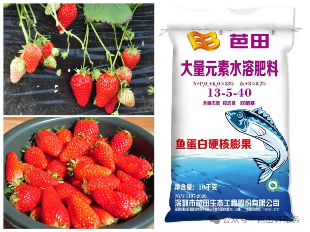 鑺敯鑽夎帗,鑽夎帗鐢ㄨ姯鐢版按婧惰偉鏁堟灉濡備綍