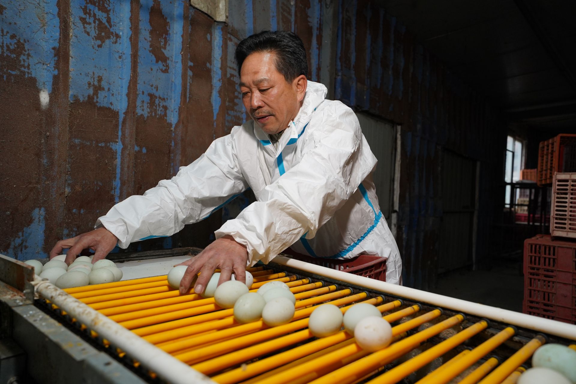 致富鸭的养殖方法,致富创业养殖蛋鸭视频