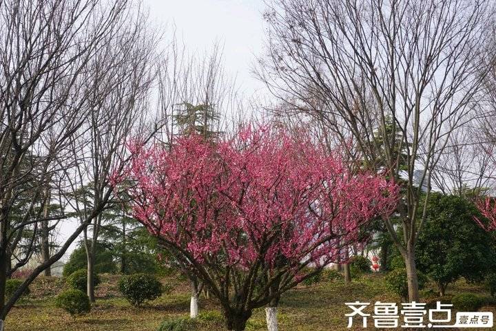 冬日梅园暗香浮动,梅园暗香的抖音