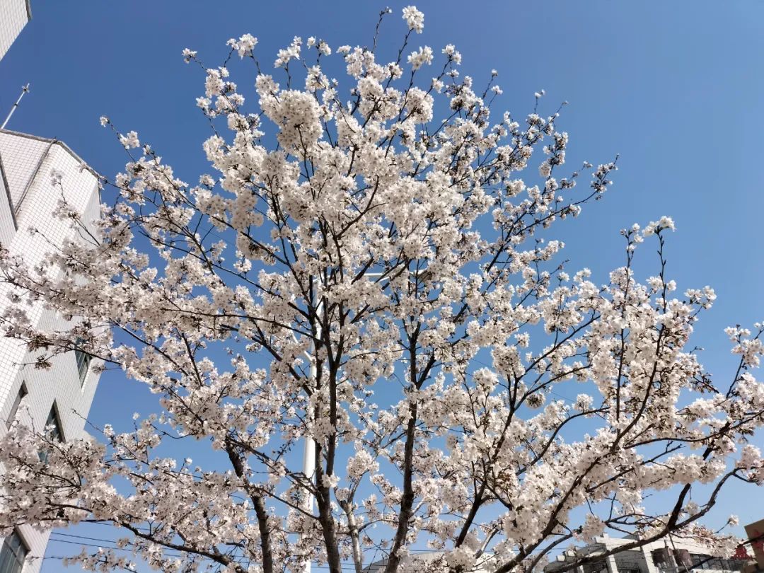 潍坊哪里的樱花最好,潍坊樱花大道在哪里