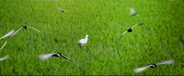 微视频雄安蝶变,微视频美丽白洋淀