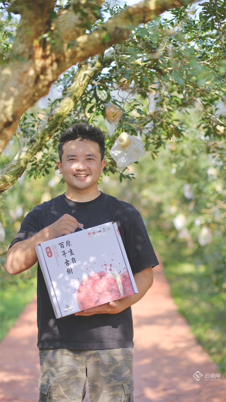 云南蒙自甜绿籽石榴树苗,云南蒙自基地甜石榴