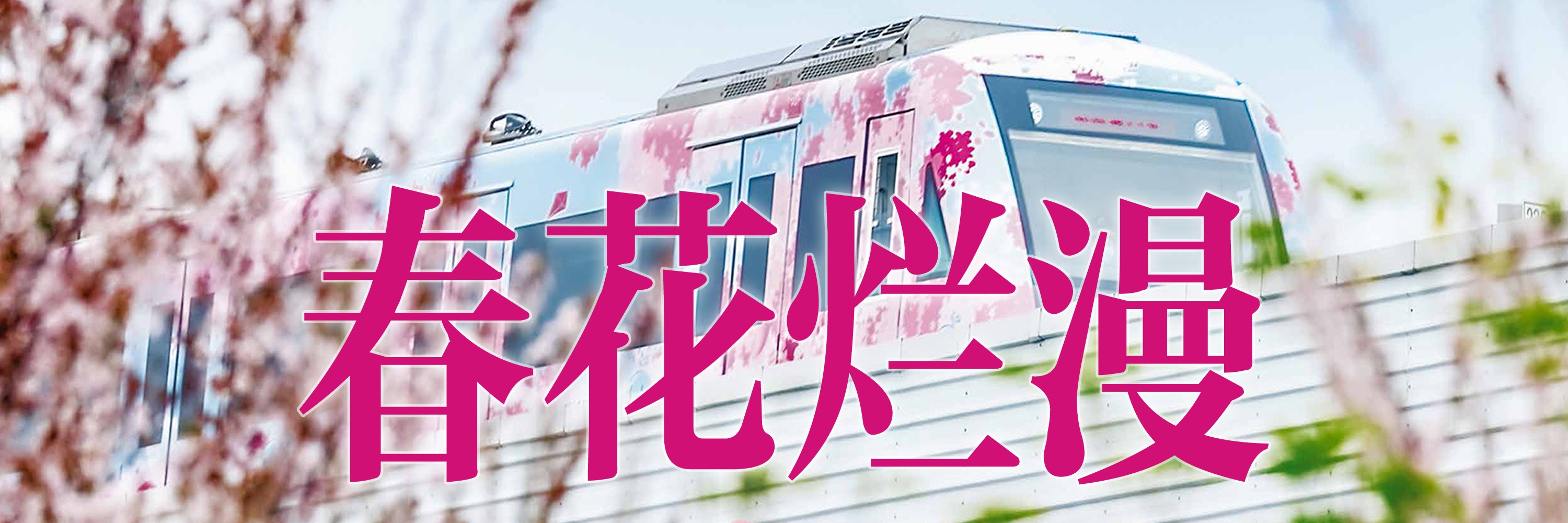 武汉樱花季酒店预订量大增,武汉春季赏花好去处