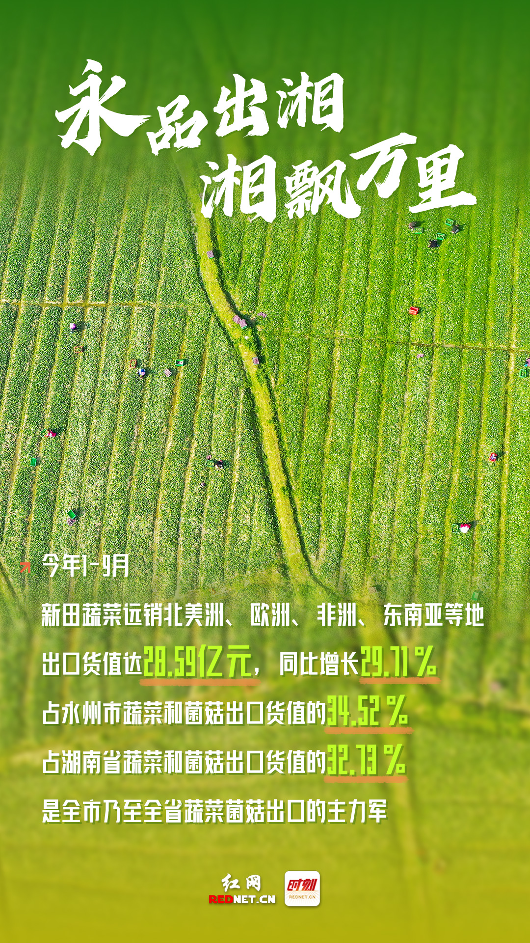 数说丨挺进大湾区粤港澳缘何青睐永州新田蔬菜