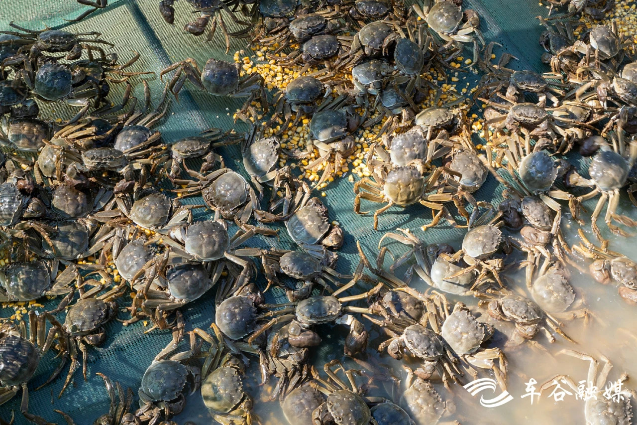 全国枫桥式工作法入选典型事迹,枫桥经验先进典型法院