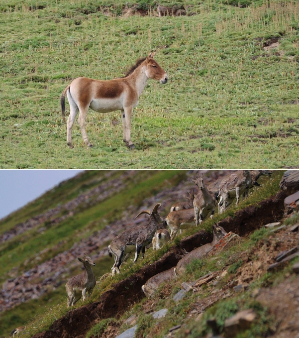 世界雪豹日宣传片,世界雪豹